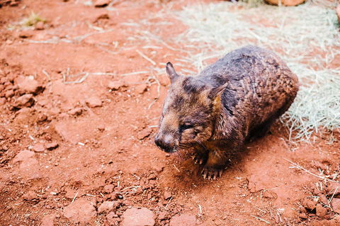 All-Inclusive Blue Mountains Day Trip With River Cruise - Holiday Adelaide 16