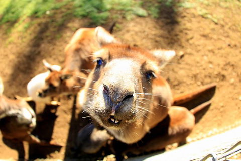 All-Inclusive Blue Mountains Day Trip With River Cruise - Holiday Adelaide 29