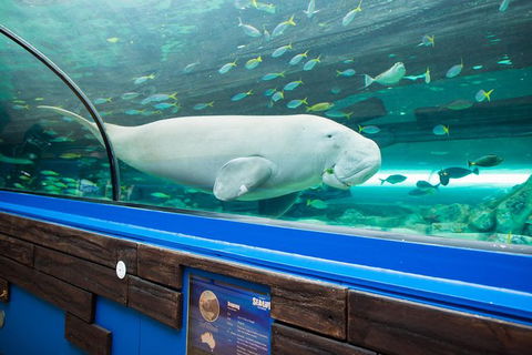 Sydney Shore Excursion: SEA LIFE Sydney Aquarium Entrance Ticket - Holiday Adelaide 1