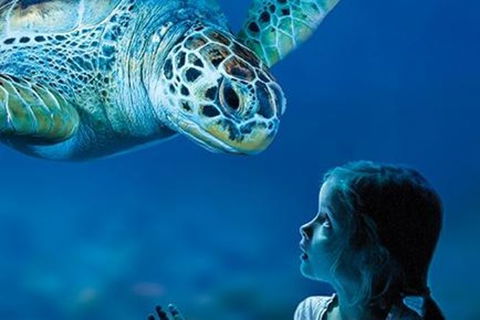 Sydney Shore Excursion: SEA LIFE Sydney Aquarium Entrance Ticket - Holiday Adelaide 2