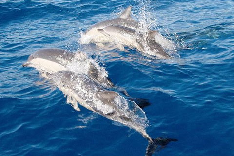 Port Stephens Day Tour From Sydney Including 4WD, Sandboarding And Dolphins - Holiday Adelaide 0