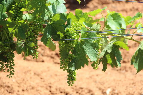 Hunter Valley Private Tour Including Wine, Chocolate, Cheese, Vodka, Gin Tasting - Holiday Adelaide 12