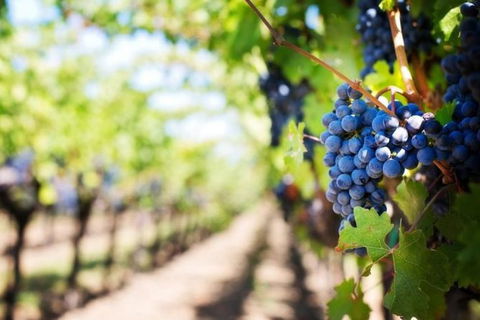 Hunter Valley Private Tour Including Wine, Chocolate, Cheese, Vodka, Gin Tasting - Holiday Adelaide 18