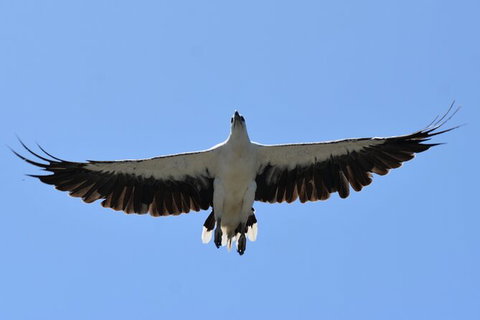 Tweed River And Rainforest Eco Cruise - Holiday Adelaide 7