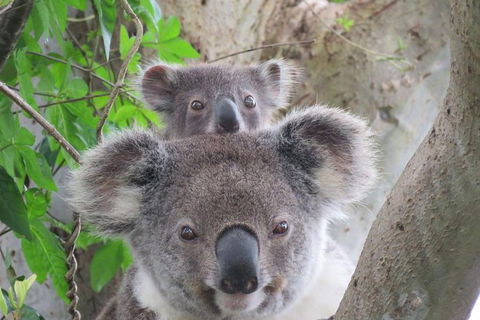 Byron Bay Wildlife Safari - Holiday Adelaide 0