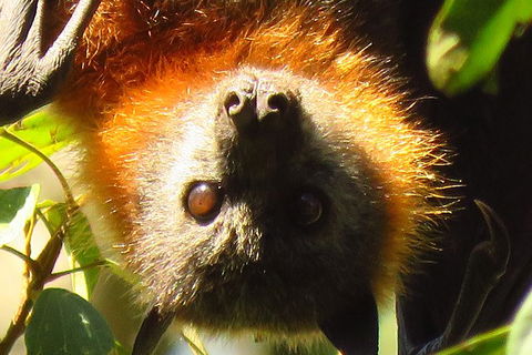 Byron Bay Wildlife Safari - Holiday Adelaide 9