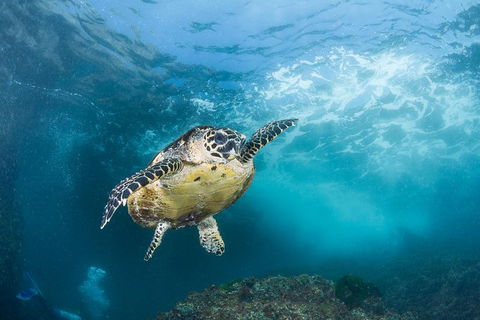 5-Hour Byron Bay Introductory Scuba Diving Tour - Holiday Adelaide 7
