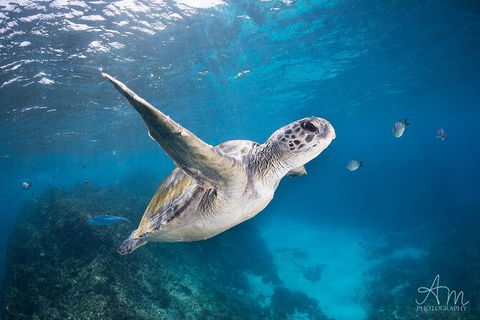 5-Hour Byron Bay Introductory Scuba Diving Tour - Holiday Adelaide 4