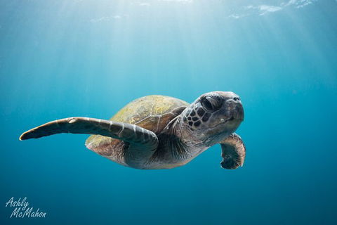 5-Hour Byron Bay Introductory Scuba Diving Tour - Holiday Adelaide 9