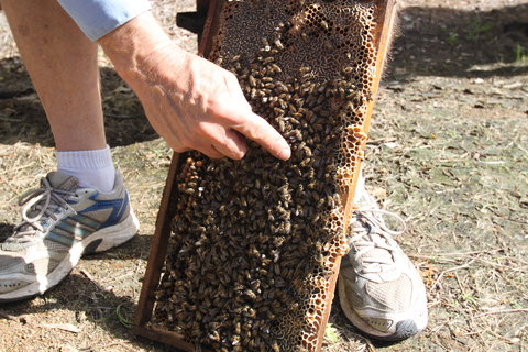 Bees On Keswick Island - Holiday Adelaide 0