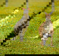 Bordertown Wildlife Park - Holiday Adelaide