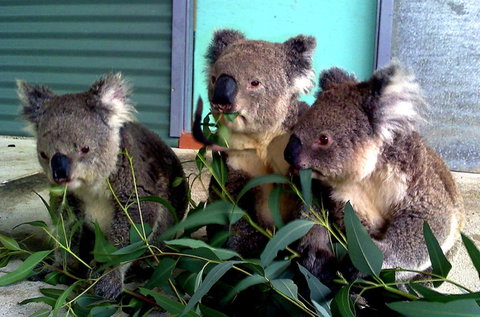 Cohunu Koala Park - Holiday Adelaide 0