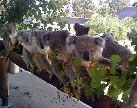 Cohunu Koala Park - Holiday Adelaide 1