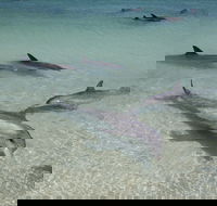 Dolphins of Monkey Mia - Holiday Adelaide