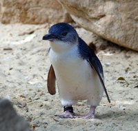 Granite Island Nature Park - Guided Penguin Tours - Holiday Adelaide