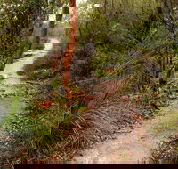 Great North walk - Brisbane Water National Park