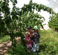 Harben Vale Pick Your Own Cherries - Holiday Adelaide
