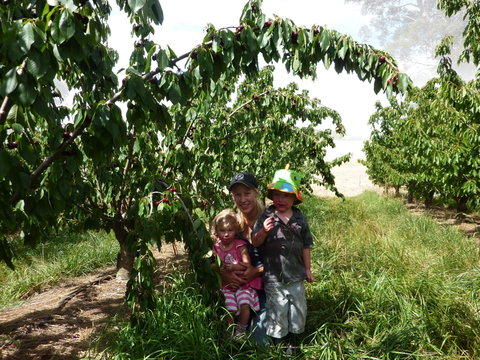 Harben Vale Pick Your Own Cherries - Holiday Adelaide 0