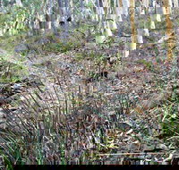 Historic Water Race Walking Track - Holiday Adelaide