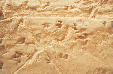 Lark Quarry Conservation Park - Holiday Adelaide 2