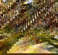 Mining Road Fire Trail Old Gibber Road Rire Trail