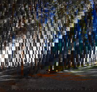 Mountain Bike Trails Tumbarumba