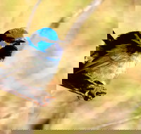 Shepherds Bush - Holiday Adelaide