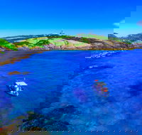 Snorkelling Montague Island - Holiday Adelaide