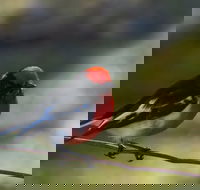 Weddin Bird Trails - Holiday Adelaide