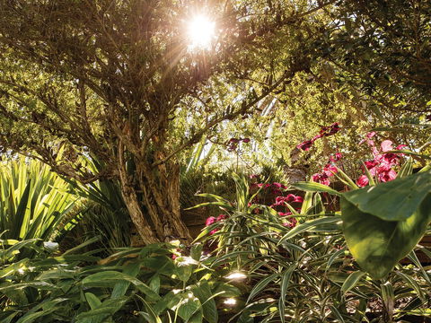 Wendy Whiteley's Secret Garden - Holiday Adelaide 1