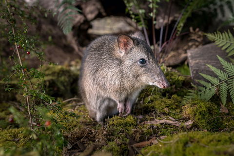 Wildlife Wonders - Holiday Adelaide 0