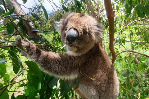Wildlife Wonders - Holiday Adelaide 1