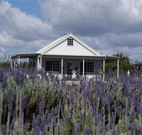 Amandine Lavender - Holiday Adelaide