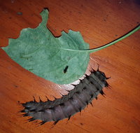 Batchelor Butterfly Farm  Pet Garden - Holiday Adelaide