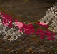 Belgrave - Holiday Adelaide