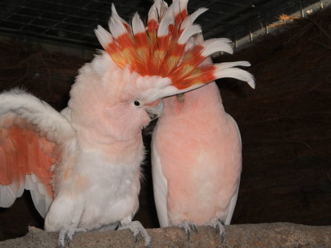 Birdland Animal Park - Holiday Adelaide 1