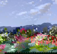 Blue Lotus Water Garden - Holiday Adelaide