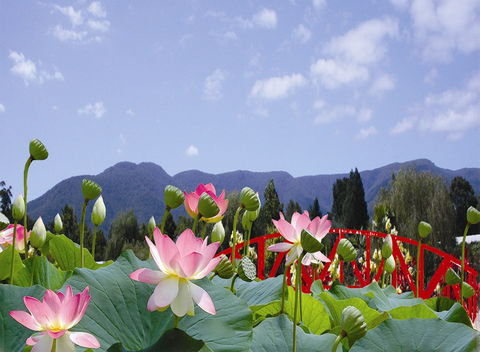 Blue Lotus Water Garden - Holiday Adelaide 0