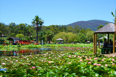 Blue Lotus Water Garden - Holiday Adelaide 1