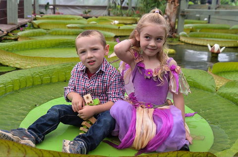 Blue Lotus Water Garden - Holiday Adelaide 2