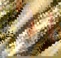 Blue Gum Hills Regional Park - Holiday Adelaide