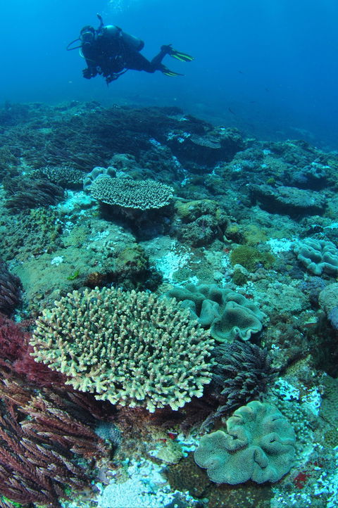 Hanging Rock Dive Site - Holiday Adelaide 0