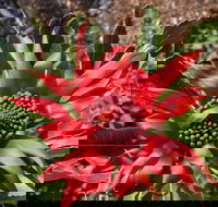 Inverawe Native Gardens - Holiday Adelaide