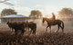Katherine Outback Experience - Horse Riding Experience - thumb 2