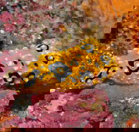 Magic Mountain Dive Site - Holiday Adelaide