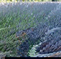 Melton - Holiday Adelaide