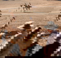 Monarto Safari Park - Holiday Adelaide
