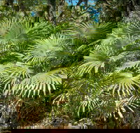 Mungo Rainforest Walk