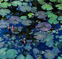 Pine Creek Water Gardens - Holiday Adelaide
