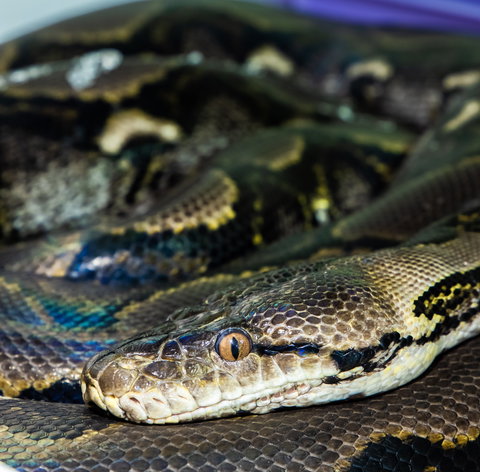 Serpentarium Wildlife Park Tasmania - Holiday Adelaide 1